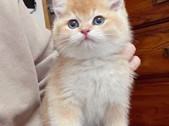 -欣宠猫屋·矮脚拿破仑·蓝金金渐层