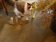 -咖法森林·咖啡  酒吧(天河店)