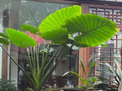 -大院河·仙鱼莊(九眼桥店)