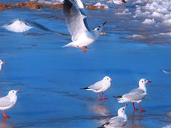 -老虎石海上公园