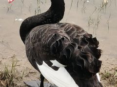 -天津东丽湖风景区