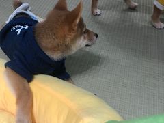 -逗柴咖啡屋·狗咖猫咖宠物桌游