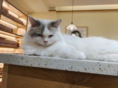 -滚猫咖啡·猫咖·猫友好撸猫(未来城店)