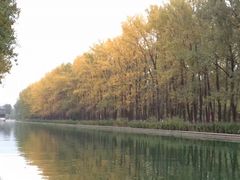 -苏家坨柳林村二月兰花海