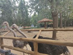 -大连森林动物园