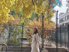 -三里屯东五街银杏大道