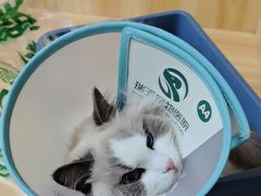 -瑞派宠物医院·24h·骨外科·皮肤科·全科宠物医疗转诊中心(沈阳浑南院)