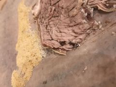 -丁记盐蘸牛肉·新杭菜(河东路店)