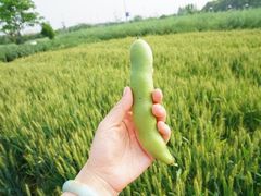 -田园东方蜜桃村的田野营地