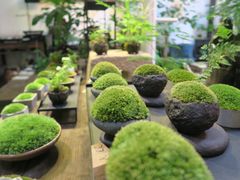 -植觉
