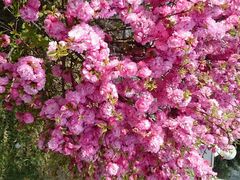 android_upload_pic-济州岛泰迪熊博物馆