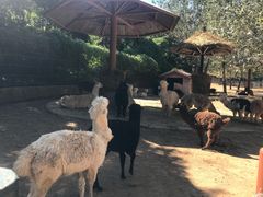 -大连森林动物园