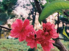 -狐尾山公园
