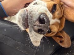 -爱妮康宠物医院·干细胞免疫细胞·肿瘤·心脏(张江店)