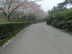 -汉拿树木园