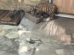 -大连森林动物园