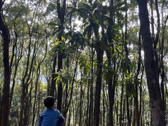 -铁山坪森林公园