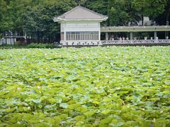 -荔湾湖公园