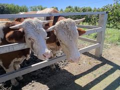 -圣露庄园·露营·烤肉·亲子