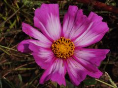 -紫海香堤香草艺术庄园