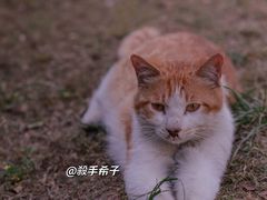 -江南茗茶城