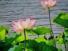 -荔湾湖公园