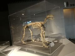 -北京周口店北京人遗址博物馆