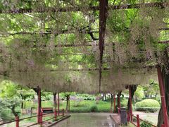 -嘉定紫藤园