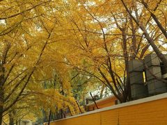 android_upload_pic-三里屯东五街银杏大道