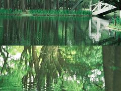 -上海共青森林公园