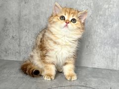 -小猫来了·猫舍(红山六九七九店)