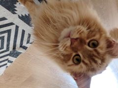-猫腻·猫咖·撸猫馆(星光大道店)