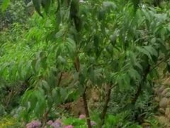 -桃源山庄·水蜜桃采摘·柴火鸡·烧烤团建(龙泉山店)