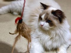 -藏猫猫咖啡主题馆(中央大道店)