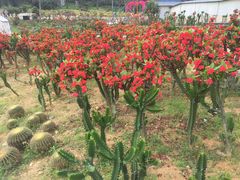 -松山湖梦幻百花洲