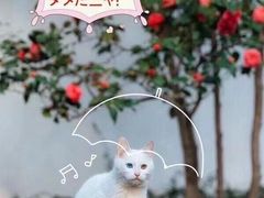 -猫音日语留学培训