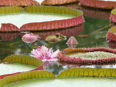 -国家植物园南园