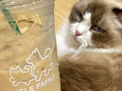 -米乐乖乖猫咪咖啡馆·猫咖(深圳湾后海汇店)