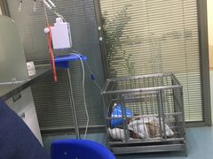 -动物缘宠物医院·骨科·猫科(西二环店)
