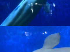 -泉城欧乐堡海洋极地世界