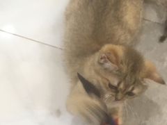 -楼上猫咖(罗湖店)