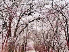 -桃花堤公园