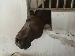 -月河湾马术俱乐部(朝阳店)