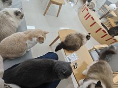 -鼓捣猫呢主题猫咖店