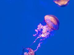 -上海海洋水族馆