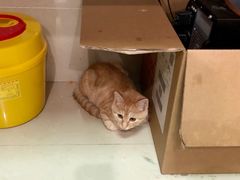 -艾贝尔宠物诊疗