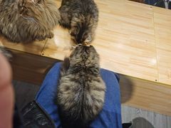 -猫亿天猫咖