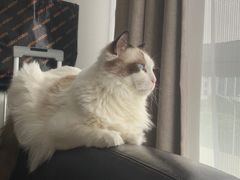 -欧奕国际动物医院