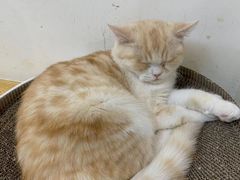 -Heymao猫咖.咖啡厅(东门店)