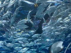 -上海海洋水族馆